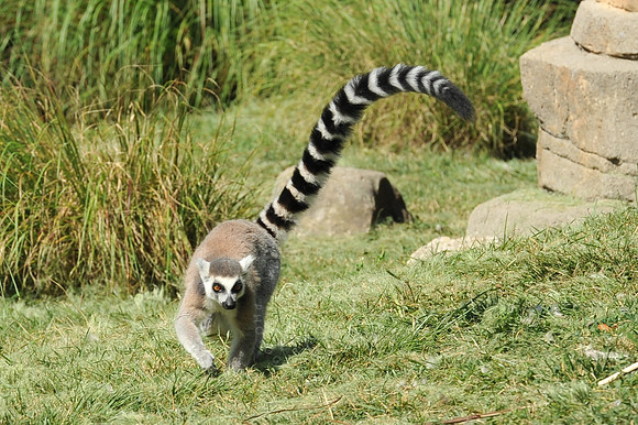 INDY_7-15-11_LLC_ZOO-99