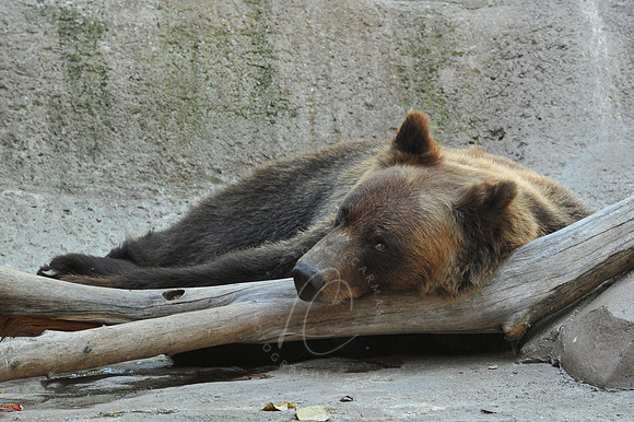 INDY_7-15-11_LLC_ZOO-155
