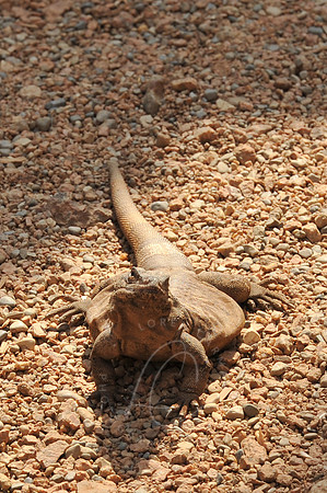 INDY_7-15-11_LLC_ZOO-140