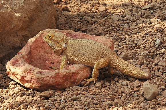 INDY_7-15-11_LLC_ZOO-148