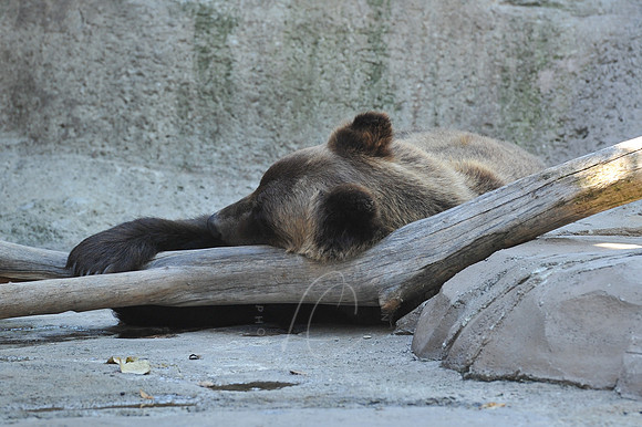 INDY_7-15-11_LLC_ZOO-150