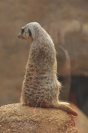 INDY_7-15-11_LLC_ZOO-129