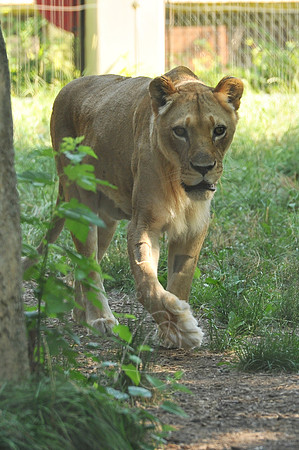 INDY_7-15-11_LLC_ZOO-36