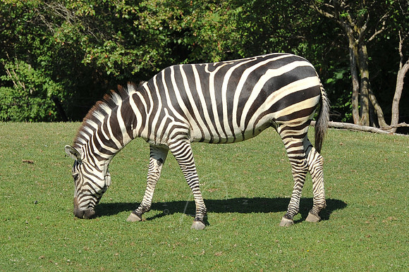 INDY_7-15-11_LLC_ZOO-6
