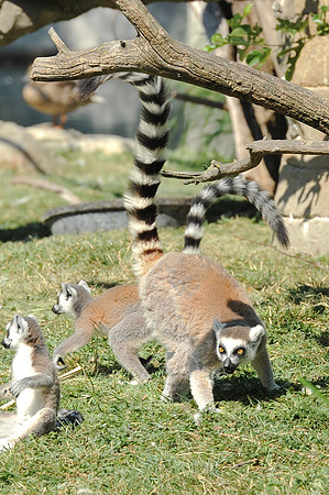 INDY_7-15-11_LLC_ZOO-84
