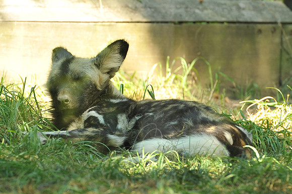 INDY_7-15-11_LLC_ZOO-33