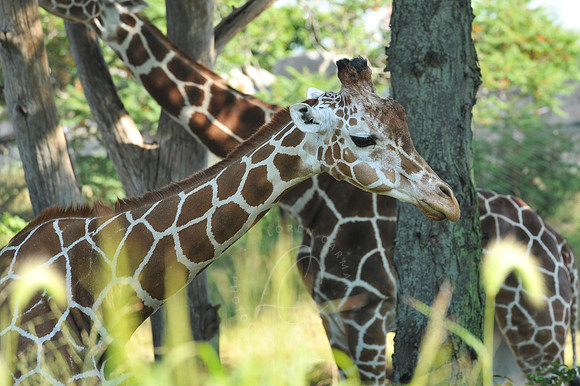 INDY_7-15-11_LLC_ZOO-9