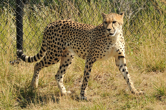 INDY_7-15-11_LLC_ZOO-49