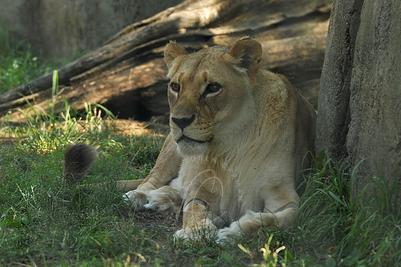 INDY_7-15-11_LLC_ZOO-42