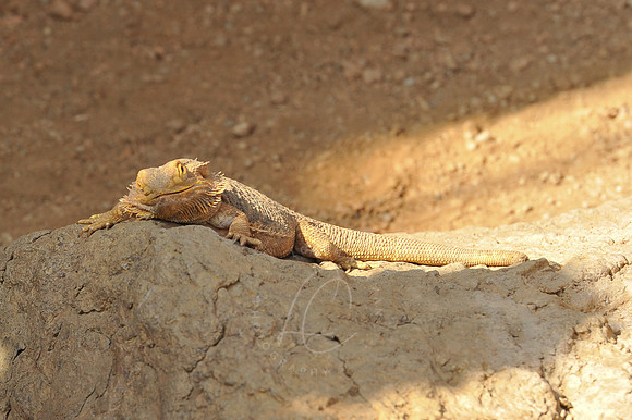 INDY_7-15-11_LLC_ZOO-124