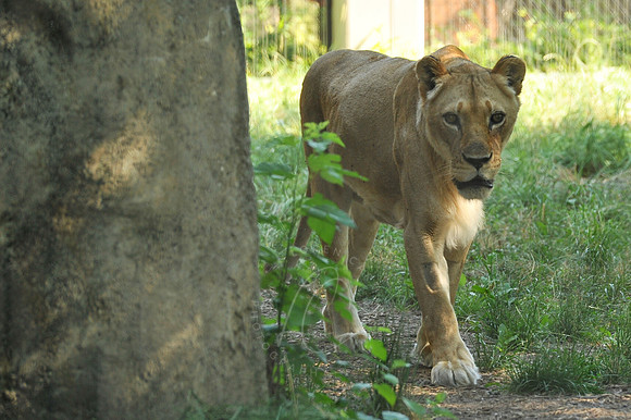 INDY_7-15-11_LLC_ZOO-37