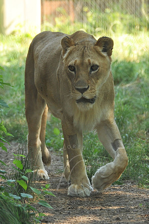 INDY_7-15-11_LLC_ZOO-38