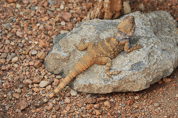 INDY_7-15-11_LLC_ZOO-128