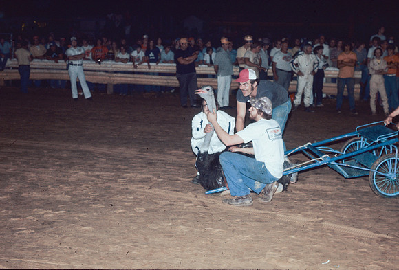 Ostrich at Williams Grove-4