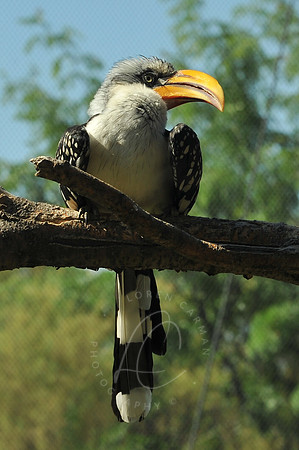 INDY_7-15-11_LLC_ZOO-68