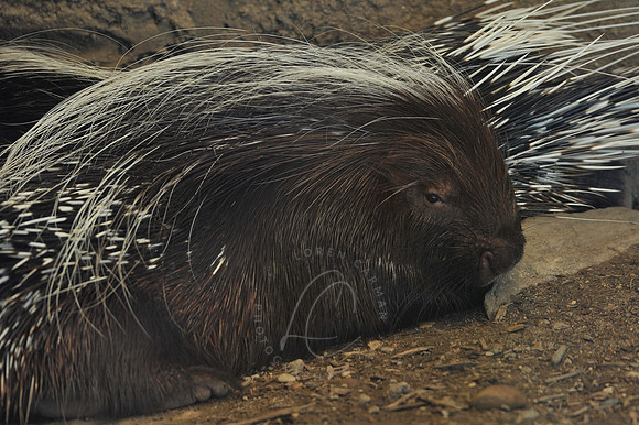 INDY_7-15-11_LLC_ZOO-76