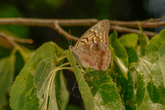 _ESC2380