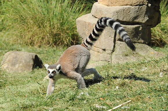 INDY_7-15-11_LLC_ZOO-96
