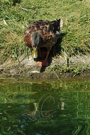 INDY_7-15-11_LLC_ZOO-93