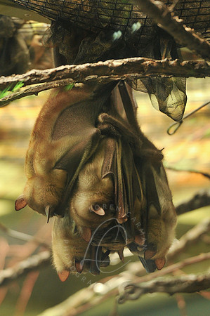 INDY_7-15-11_LLC_ZOO-159