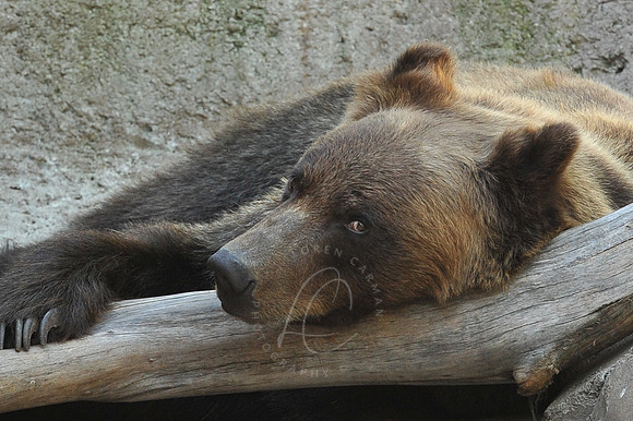 INDY_7-15-11_LLC_ZOO-152