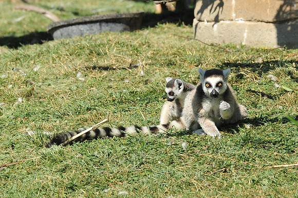 INDY_7-15-11_LLC_ZOO-90