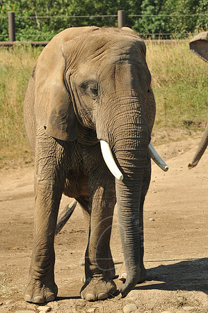 INDY_7-15-11_LLC_ZOO-73