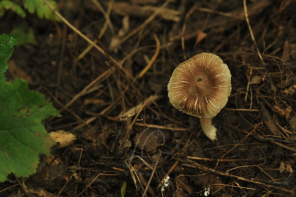 D74_3106