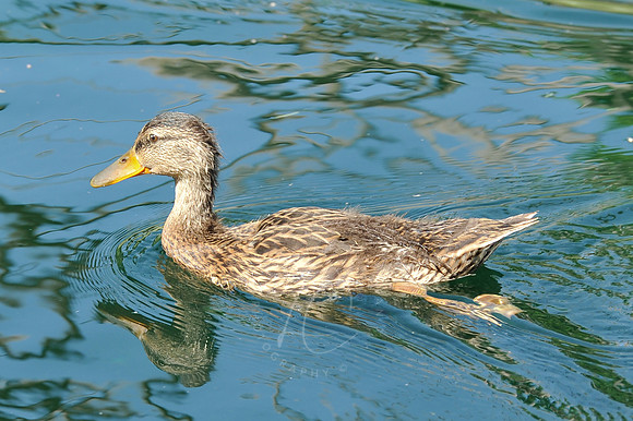 INDY_7-15-11_LLC_ZOO-122
