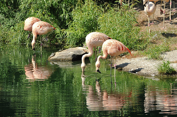 INDY_7-15-11_LLC_ZOO-77