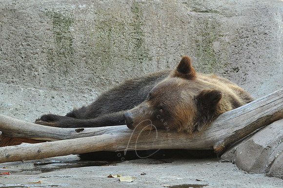 INDY_7-15-11_LLC_ZOO-154