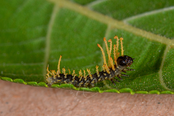_Z996092