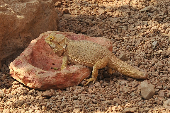 INDY_7-15-11_LLC_ZOO-149