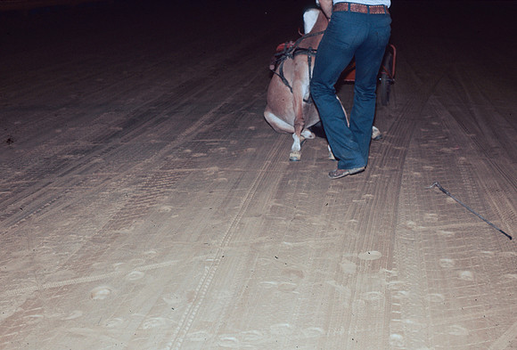 Mule at Williams Grove-4