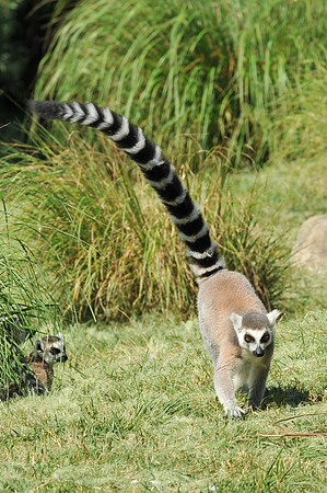 INDY_7-15-11_LLC_ZOO-101