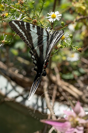 _ZZ70146