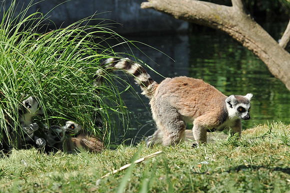 INDY_7-15-11_LLC_ZOO-114