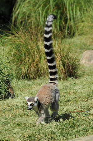 INDY_7-15-11_LLC_ZOO-108