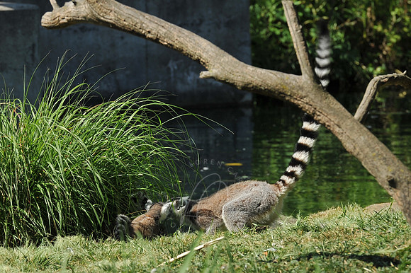 INDY_7-15-11_LLC_ZOO-113