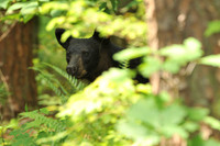 Smoky Mountains National Park 2011