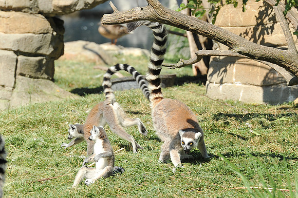 INDY_7-15-11_LLC_ZOO-85