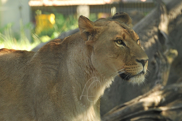 INDY_7-15-11_LLC_ZOO-40