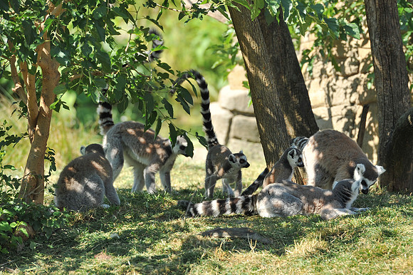 INDY_7-15-11_LLC_ZOO-115