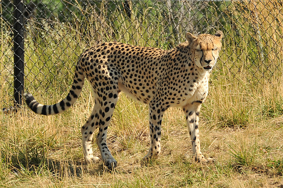 INDY_7-15-11_LLC_ZOO-50