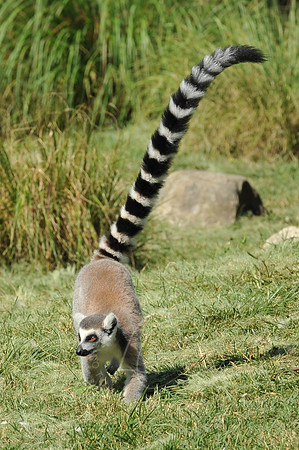 INDY_7-15-11_LLC_ZOO-105