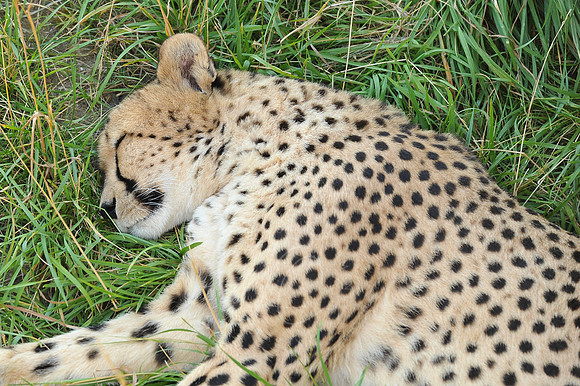 INDY_7-15-11_LLC_ZOO-52