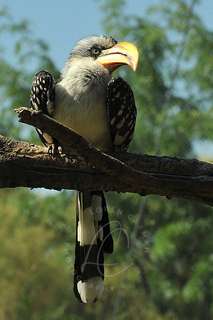 INDY_7-15-11_LLC_ZOO-70
