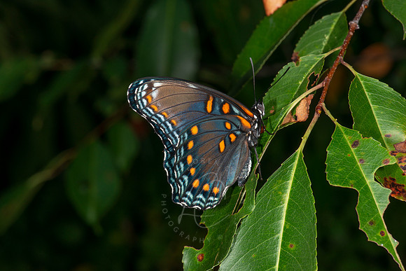 _5020055