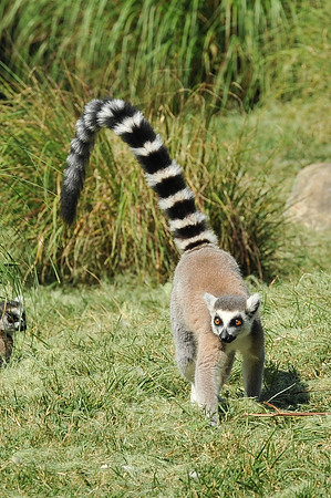 INDY_7-15-11_LLC_ZOO-103