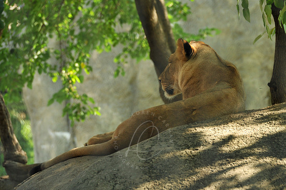 INDY_7-15-11_LLC_ZOO-34